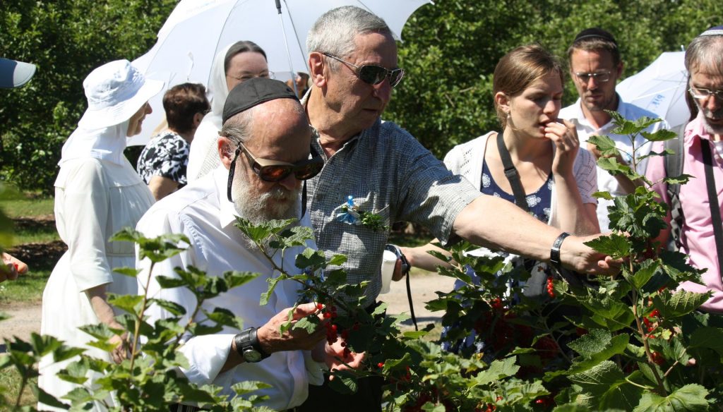 Beeren frische Beeren