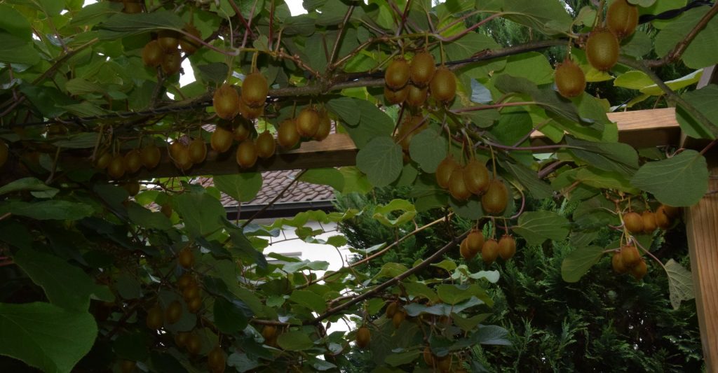 Kiwi-Laube Kiwi-Laube